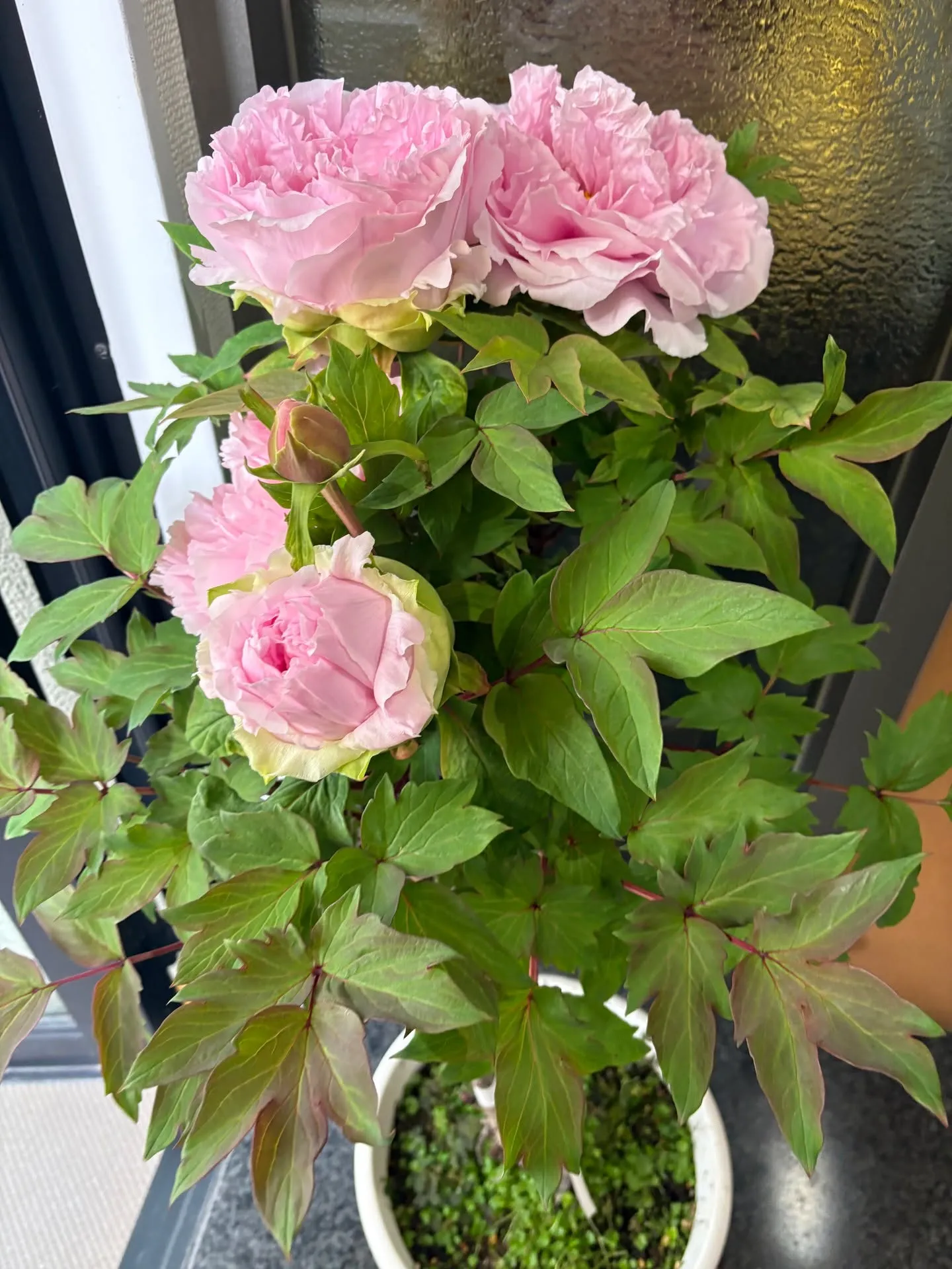 休診日のお知らせ!神戸元町 玉川歯科医院です🙂